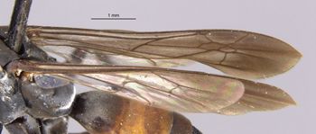 Media type: image;   Entomology 25261 Aspect: Wing front